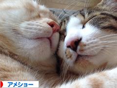 にほんブログ村 猫ブログ アメショーへ