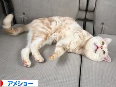 にほんブログ村 猫ブログ アメショーへ