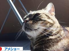 にほんブログ村 猫ブログ アメショーへ