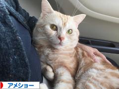 にほんブログ村 猫ブログ アメショーへ