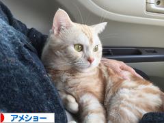にほんブログ村 猫ブログ アメショーへ