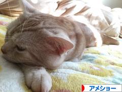 にほんブログ村 猫ブログ アメショーへ