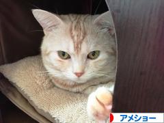 にほんブログ村 猫ブログ アメショーへ
