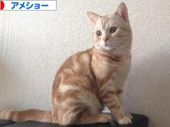 にほんブログ村 猫ブログ アメショーへ