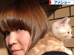 にほんブログ村 猫ブログ アメショーへ