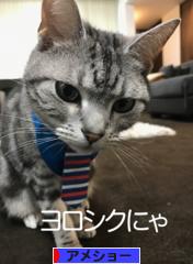 にほんブログ村 猫ブログ アメショーへ