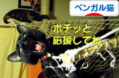 にほんブログ村 猫ブログ ベンガル猫へ