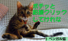 にほんブログ村 猫ブログ ベンガル猫へ