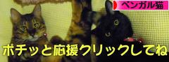 にほんブログ村 猫ブログ ベンガル猫へ