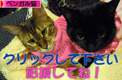 にほんブログ村 猫ブログ ベンガル猫へ