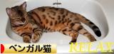 にほんブログ村 猫ブログ ベンガル猫へ