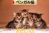 にほんブログ村 猫ブログ ベンガル猫へ