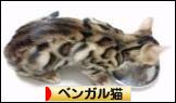 ベンガル猫ブログランキング参加用リンク一覧