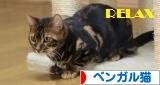 にほんブログ村 猫ブログ ベンガル猫へ