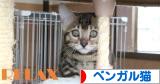 にほんブログ村 猫ブログ ベンガル猫へ