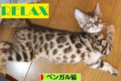 にほんブログ村 猫ブログ ベンガル猫へ
