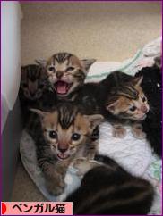 にほんブログ村 猫ブログ ベンガル猫へ