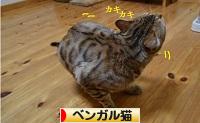 にほんブログ村 猫ブログ ベンガル猫へ