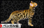 にほんブログ村 猫ブログ ベンガル猫へ