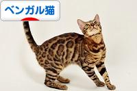 にほんブログ村 猫ブログ ベンガル猫へ