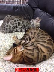 にほんブログ村 猫ブログ ベンガル猫へ
