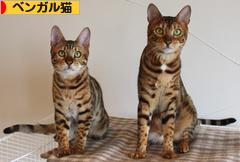 にほんブログ村 猫ブログ ベンガル猫へ