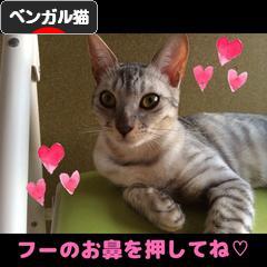 にほんブログ村 猫ブログ ベンガル猫へ