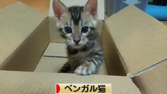 にほんブログ村 猫ブログ ベンガル猫へ