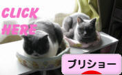 にほんブログ村 猫ブログ ブリティッシュショートヘアへ