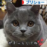 にほんブログ村 猫ブログ ブリティッシュショートヘアへ