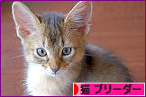 にほんブログ村 猫ブログ 猫 ブリーダーへ