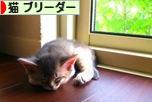 にほんブログ村 猫ブログ 猫 ブリーダーへ