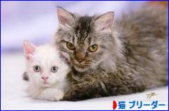にほんブログ村 猫ブログ 猫 ブリーダーへ