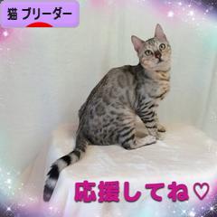 にほんブログ村 猫ブログ 猫 ブリーダーへ