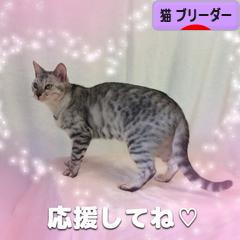 にほんブログ村 猫ブログ 猫 ブリーダーへ