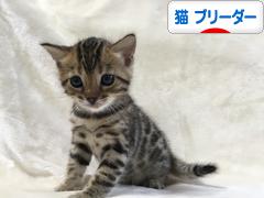 にほんブログ村 猫ブログ 猫 ブリーダーへ