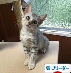 にほんブログ村 猫ブログ 猫 ブリーダーへ