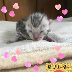 にほんブログ村 猫ブログ 猫 ブリーダーへ