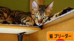 にほんブログ村 猫ブログ 猫 ブリーダーへ