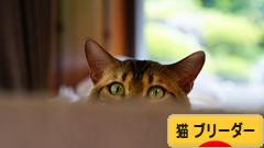 にほんブログ村 猫ブログ 猫 ブリーダーへ