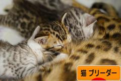 にほんブログ村 猫ブログ 猫 ブリーダーへ