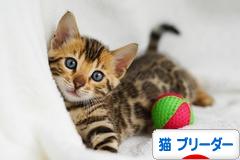 にほんブログ村 猫ブログ 猫 ブリーダーへ