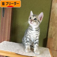 にほんブログ村 猫ブログ 猫 ブリーダーへ