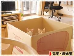 にほんブログ村 猫ブログ 兄弟猫・姉妹猫へ