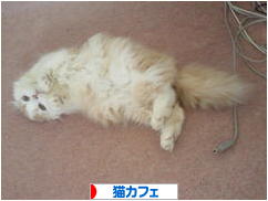 にほんブログ村 猫ブログ 猫カフェへ