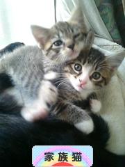 にほんブログ村 猫ブログ 家族猫へ