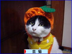 にほんブログ村 猫ブログ 芸猫へ