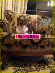 にほんブログ村 猫ブログ 猫と一人暮らしへ