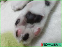 にほんブログ村 猫ブログ 猫と一人暮らしへ