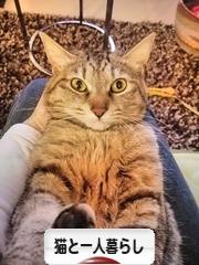 にほんブログ村 猫ブログ 猫と一人暮らしへ
